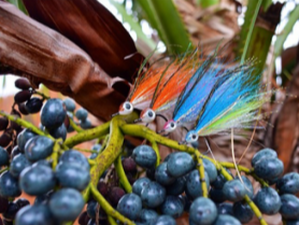 Urvogels — fly pattern collection